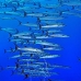 barracuda_blackfin_jg_v_0705_png0785.jpg